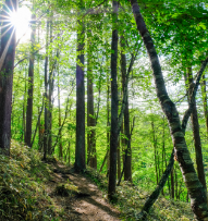 木材は周辺環境の二酸化炭素排出量を減らす　イメージ